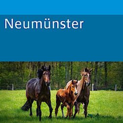 Pferde auf einer Wiese