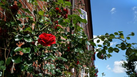 IBAF-Gehörlosenfachschule in Rendsburg: Kletterrosen an der Hauswand